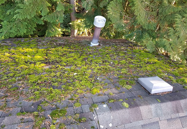 Roof Cleaning Vancouver BC